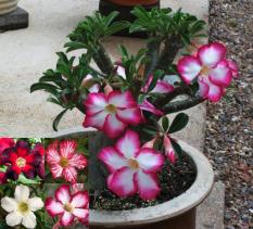 berisi 7 biji benih / bibit bonsai bunga kamboja jepang mix