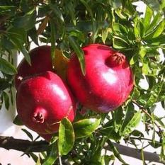 berisi 7 biji benih / bibit buah delima merah import