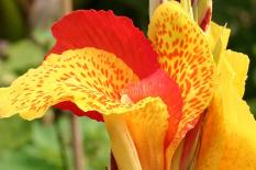 berisi 7 biji benih / bibit bunga canna lilly rainbow