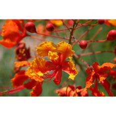 berisi 7 biji benih / bibit bunga flamboyan orange