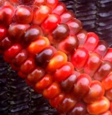 berisi 7 biji benih / bibit jagung merah orange mix