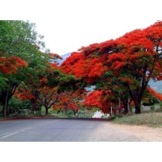 berisi 7 biji benih / bibit pohon flamboyan merah jingga