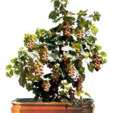 berisi 7 biji benih / bibit red grape bonsai tree