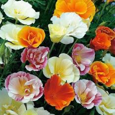 berisi 70 biji benih / bibit bunga corn poppy mix