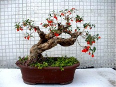berisi 74 biji benih / bibit bonsai buah gojiberry