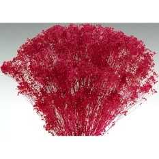 berisi 74 biji benih / bibit bunga red baby's breath