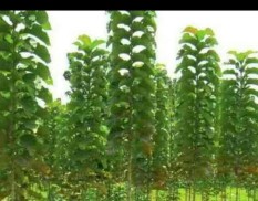 berisi 8 biji benih / bibit pohon jati emas