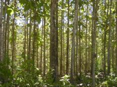 berisi 8 biji benih / bibit pohon jati hutan