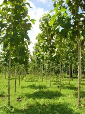 berisi 8 biji benih / bibit pohon jati unggul