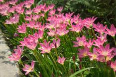 berisi 8 biji benih / bibit / umbi bawang hujan pink