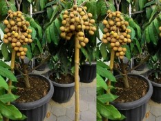 berisi 9 biji benih / bibit bonsai buah kelengkeng