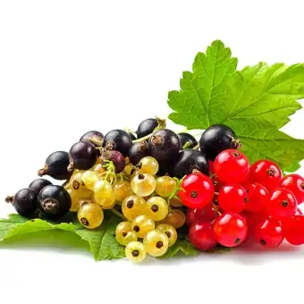 Berisi 2 Biji Benih Bibit Buah Currants Mix Lazada Indonesia