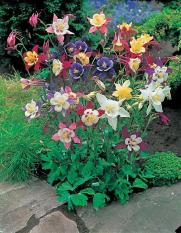 berisi 9 biji benih / bibit bunga aquilegia rainbow mix