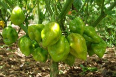 berisi 9 biji benih / bibit cabe / cabai bandung pedas