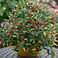 berisi 97 biji benih / bibit bonsai cabe / cabai rawit
