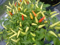 berisi 97 biji benih / bibit cabe / cabai rawit domba