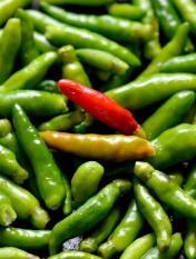 berisi 97 biji benih / bibit cabe / cabai rawit hijau