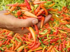 berisi 97 biji benih / bibit cabe / cabai rawit pedas