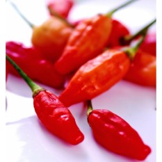 berisi 97 biji benih / bibit cabe / cabai rawit super pedas