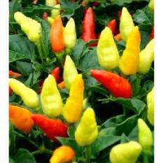 berisi 97 biji benih / bibit cabe / cabai rawit tabasco