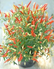 berisi 97 biji benih / bibit cabe / cabai rawit tabulampot