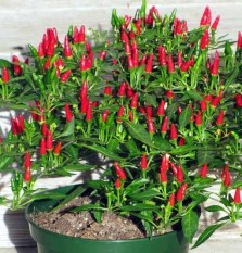 berisi 97 biji benih / bibit cabe / cabai rawit unggul