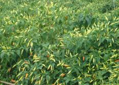 berisi 97 biji benih / bibit cabe rawit caplak