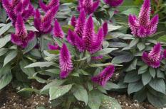 berisi 99 biji benih / bibit bunga celosia