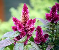 berisi 99 biji benih / bibit bunga celosia dwarf