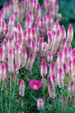 berisi 99 biji benih / bibit bunga celosia pink