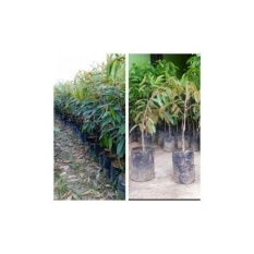 Bibit 2 Paket Durian Musangking Dan Durian Bawor Kaki 1