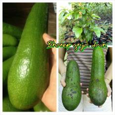 Bibit Alpukat Aligtor Jumbo
