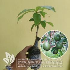 Bibit Alpukat Jumbo Unggulan