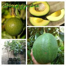 Bibit Alpukat Kendil Jumbo