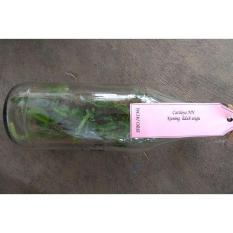 Bibit Anggrek Botol Cattleya – 20-25 Pcs