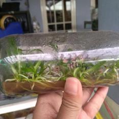 Bibit Anggrek Botol Dendrobium – 20-25 Pcs