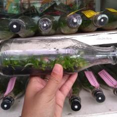 Bibit Anggrek Botol Phalaenopsis (Bulan) – 20-25 Pcs