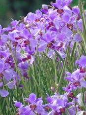 Bibit Anggrek Vanda Douglas Ungu