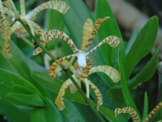 Bibit Anggrek Vanda Gimstory Kuning