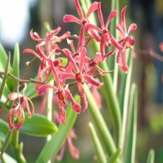 Bibit Anggrek Vanda Gimstory Merah