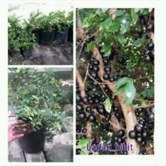 Bibit Anggur Brazil ( Anggur Batang )