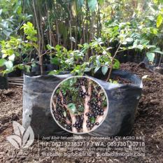 Bibit Anggur Brazil asal Stek 15 cm