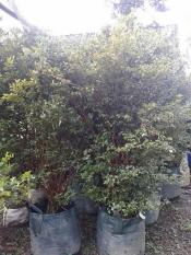 Bibit Anggur Brazil Jaboticaba