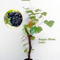 Bibit Anggur Hitam Lokal Stek 30 cm