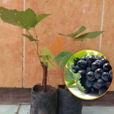 Bibit Anggur Hitam Stek 15 cm