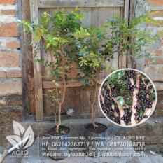 Bibit Anggur Pohon/Brazil/Jaboticaba 70 cm