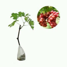 Bibit Anggur Red Globe