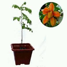 Bibit Belimbing Bangkok Merah