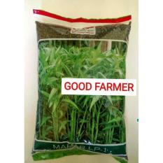 Bibit Benih Biji Kangkung 1 kg PANAH MERAH varian MAHAR