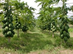 Bibit / Benih Buah Pepaya California